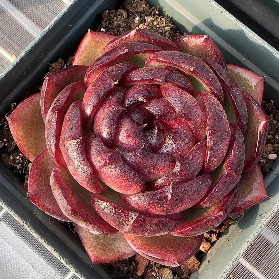 从前慢花园精选血月二代