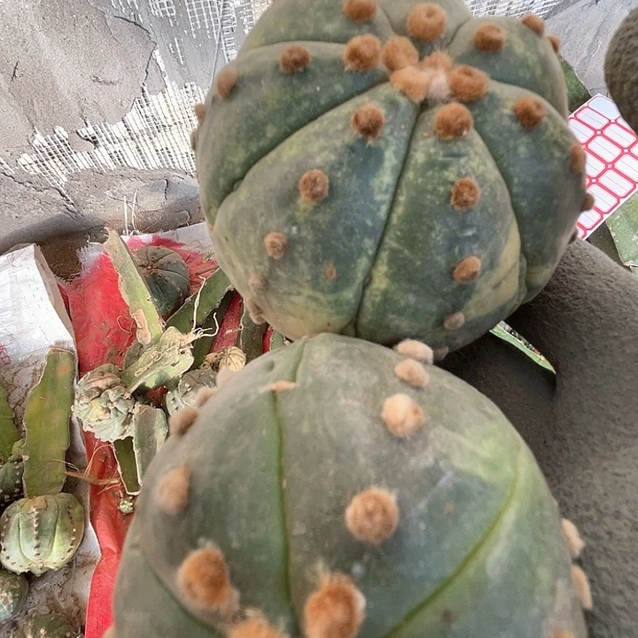 完全开放兜兜兜2