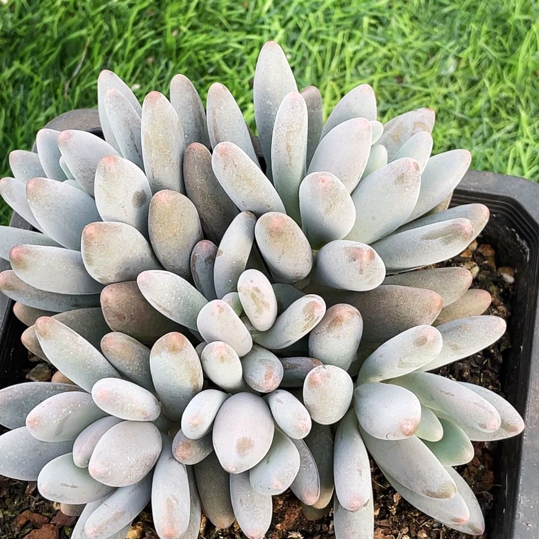 整桩无砍多头海鸥（企鹅杂）一颗
