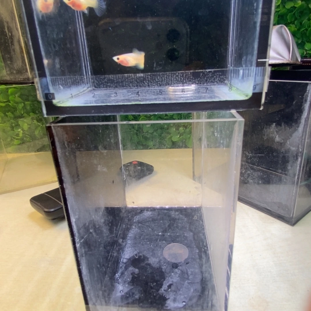 孔雀鱼蕾丝玻璃猫一对