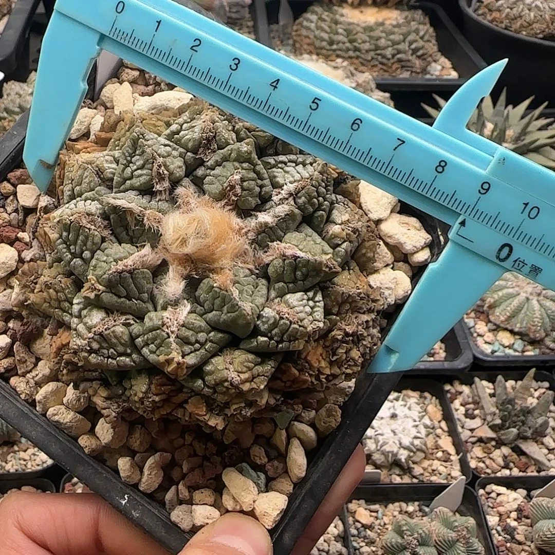 龟甲仙人球1111111111111111