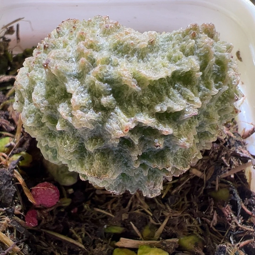 福利款大榴莲刺实生新品大苗