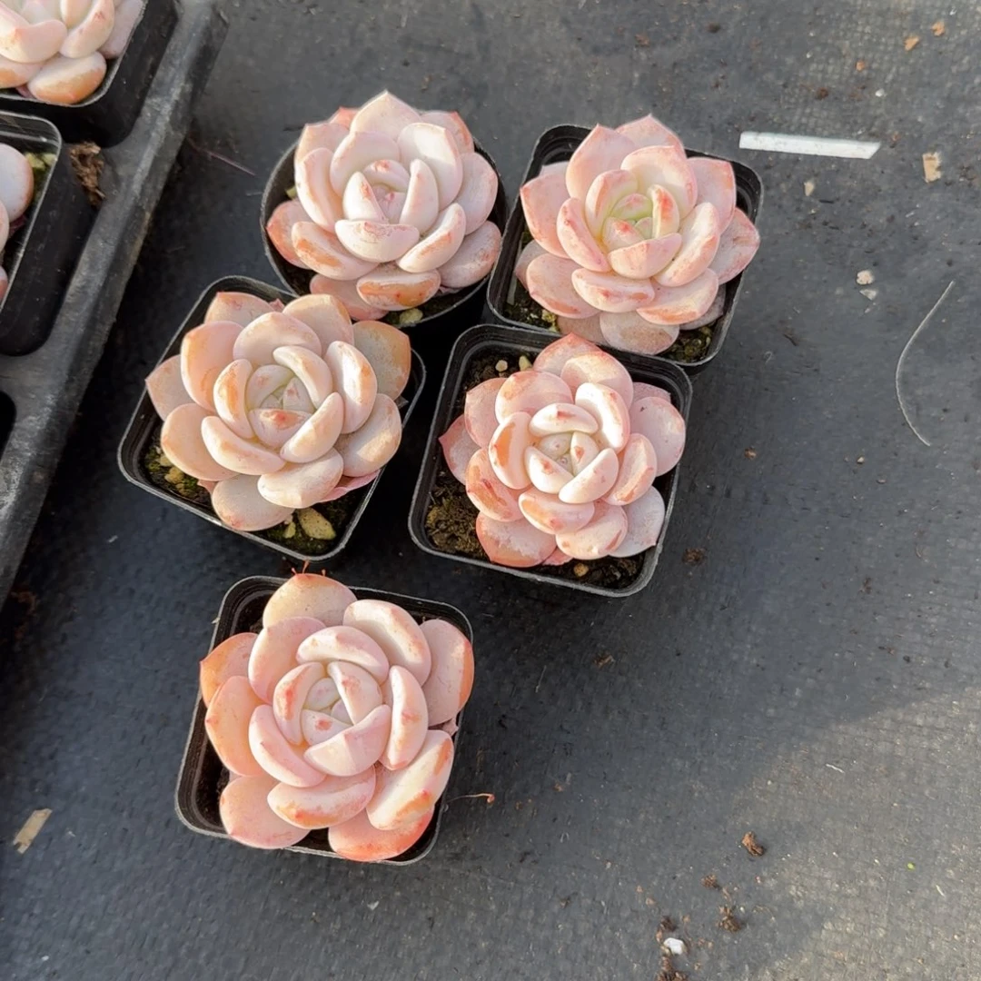 奶盖五颗量拍4-15