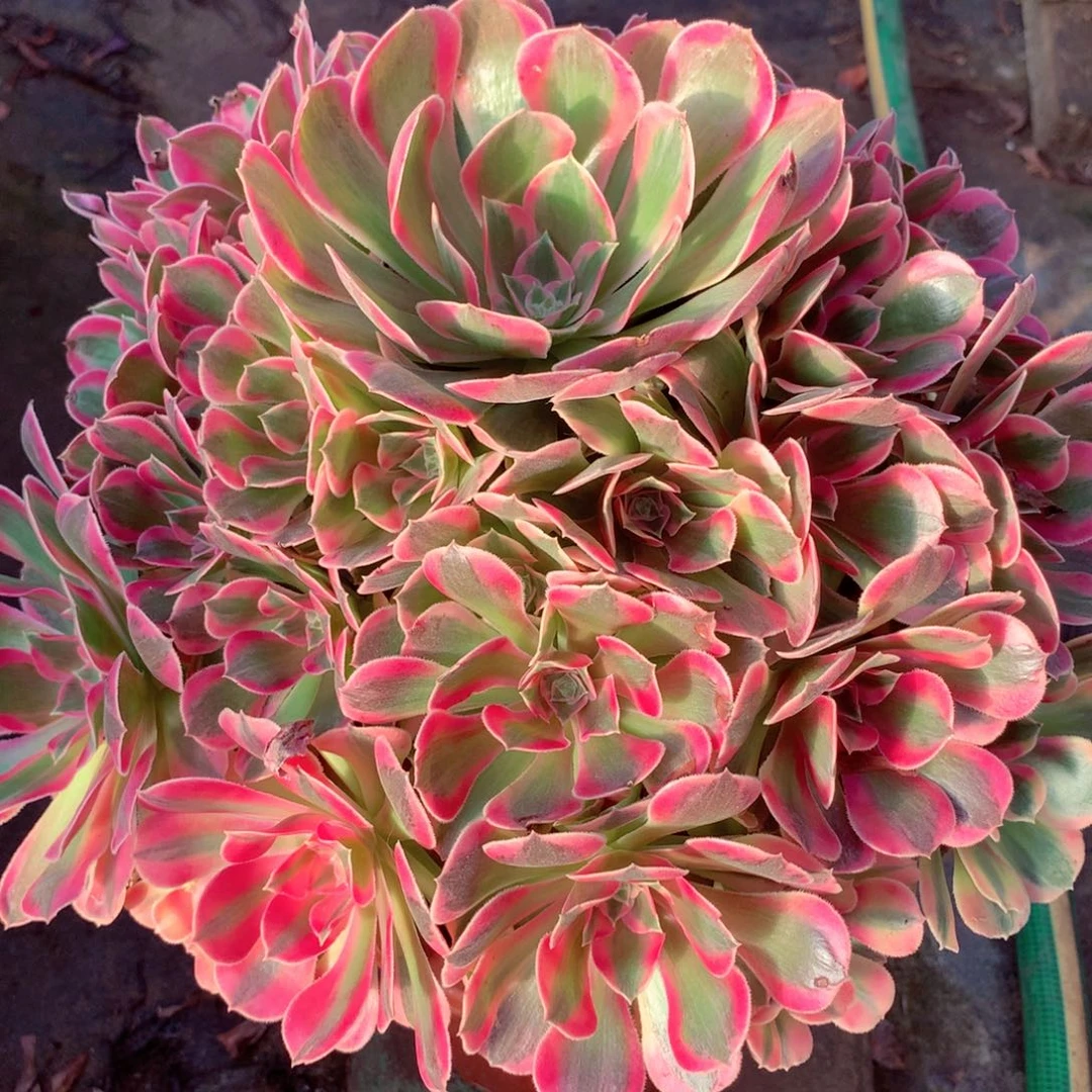 妖月捧花，叶片有点小晒