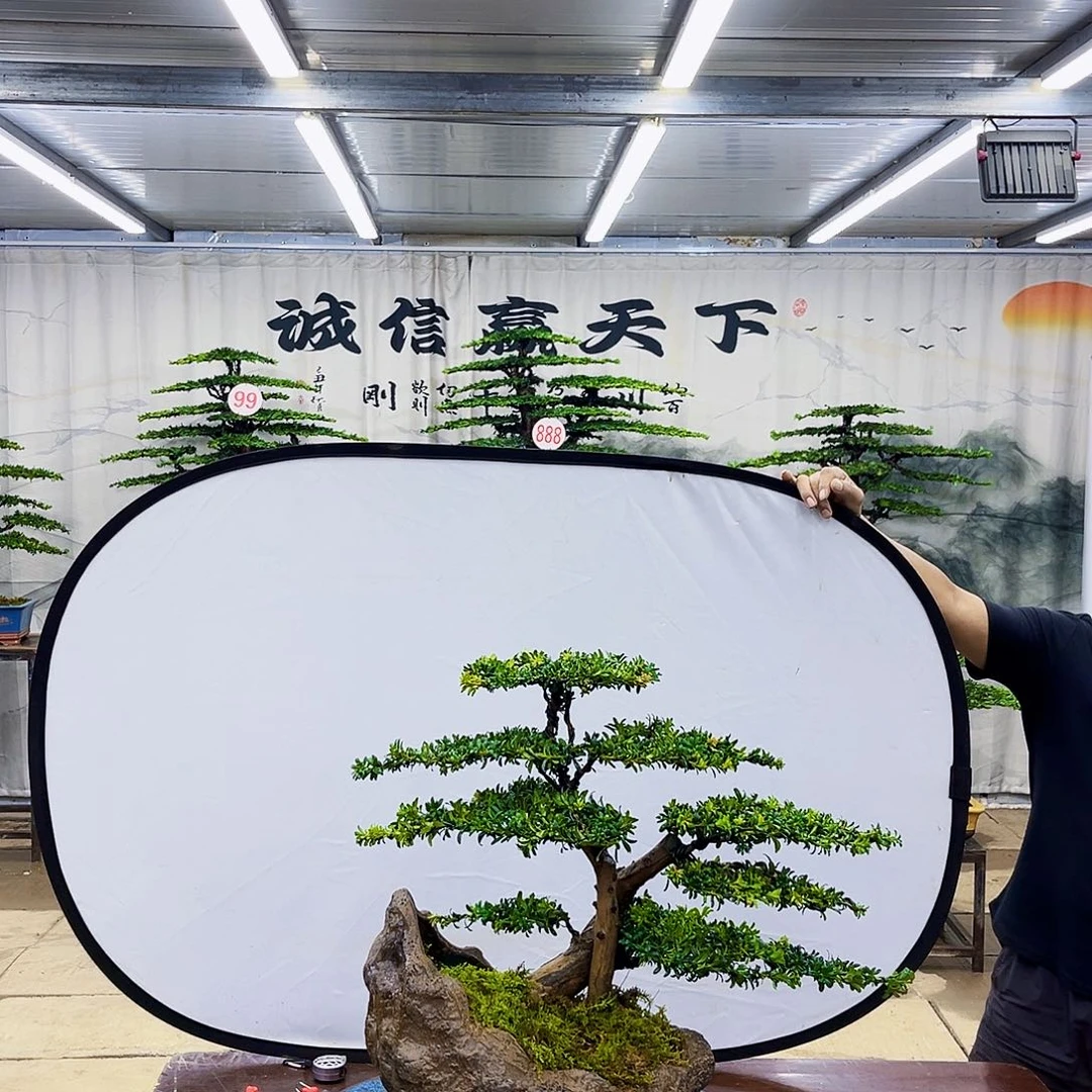 无花朵罗汉松盆景专场直播