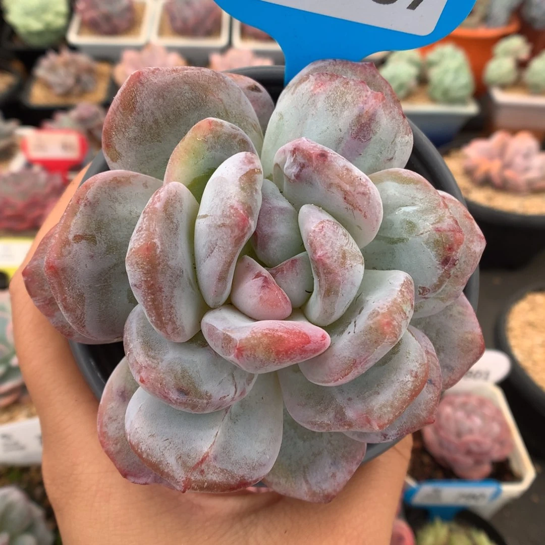 737梦露石化多肉植物
