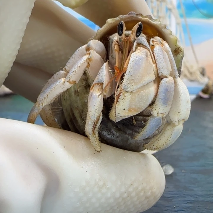 A80奶乎蓝 灰白1.9cm口径