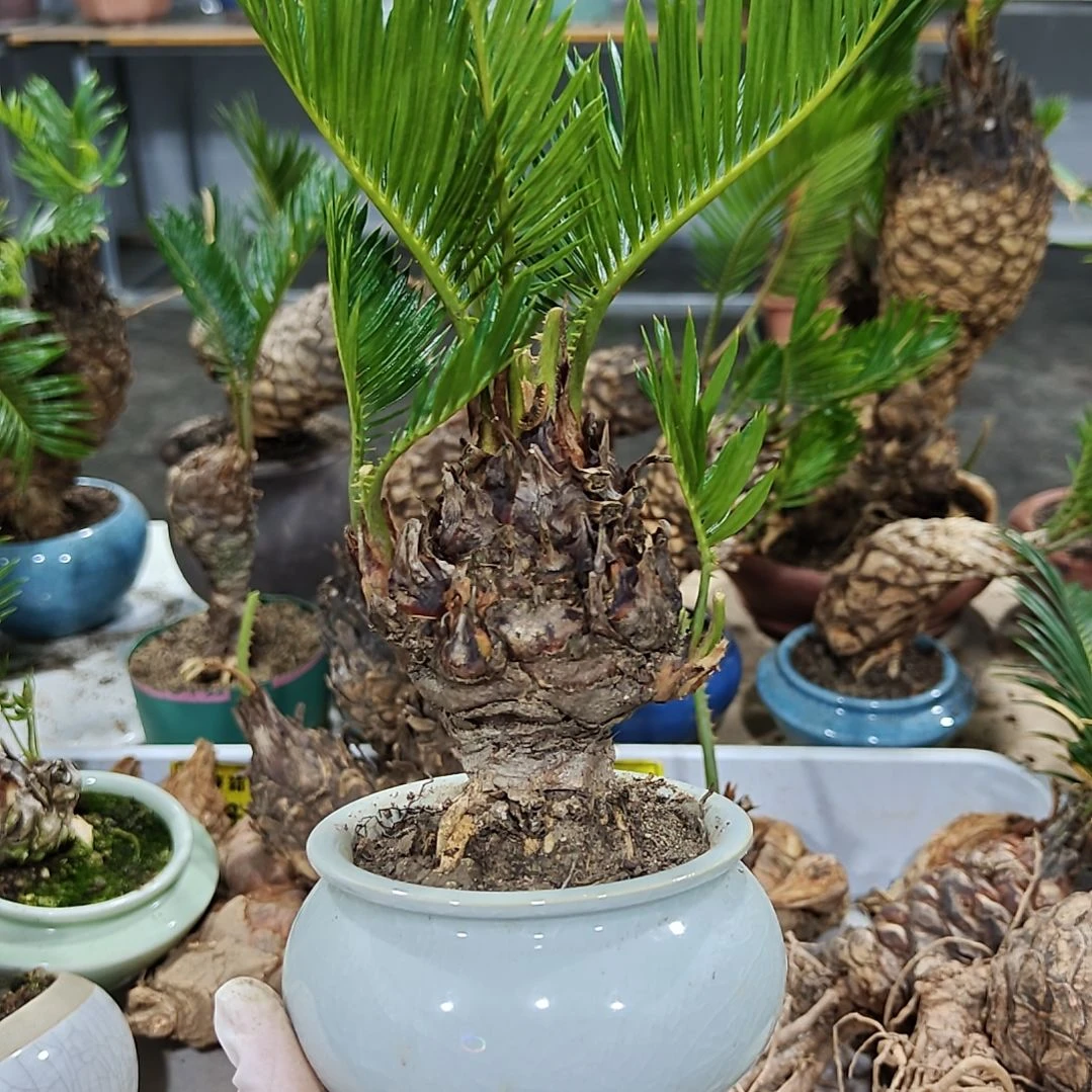 无花朵白鳞铁盆景基地价