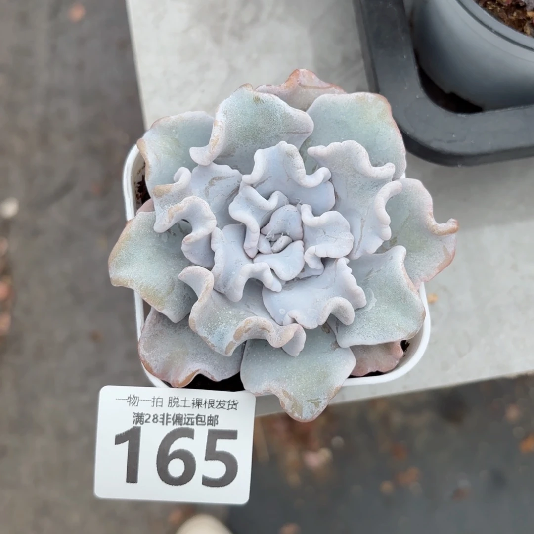 芭蕾舞者无盆土发货