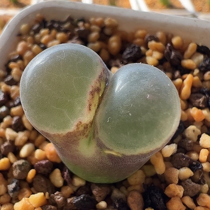 无花朵实生风铃玉21