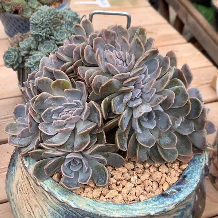 多肉植物汉堡树缀