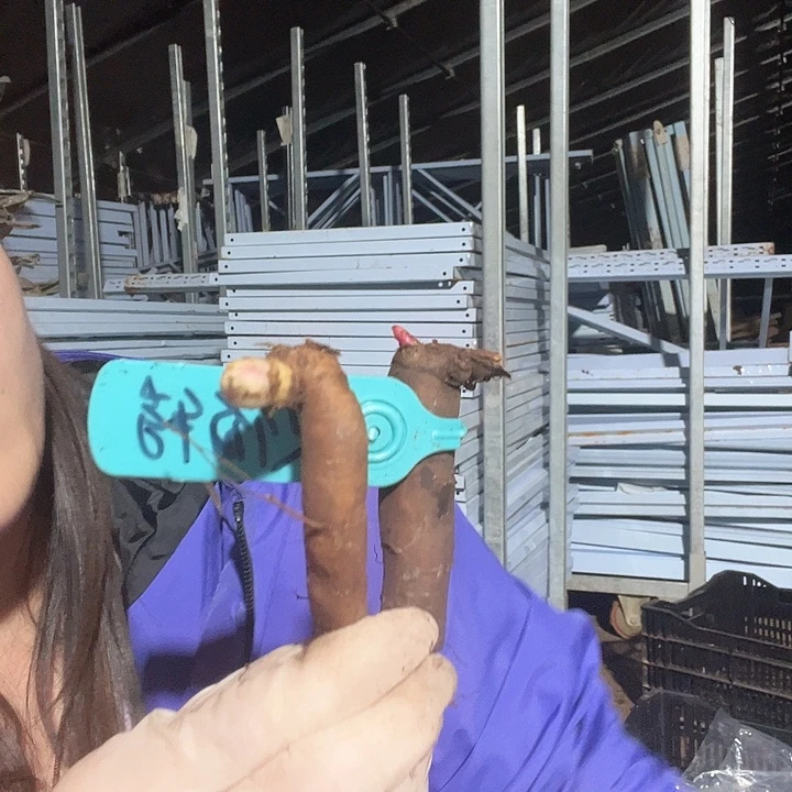 当前无花栽培后可以开花混苗2个