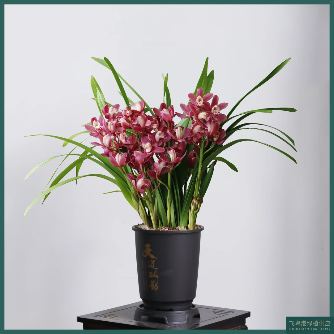 蕙兰-红宝石4-5花起热销年宵花室内桌面高端花卉绿植盆栽好养易活