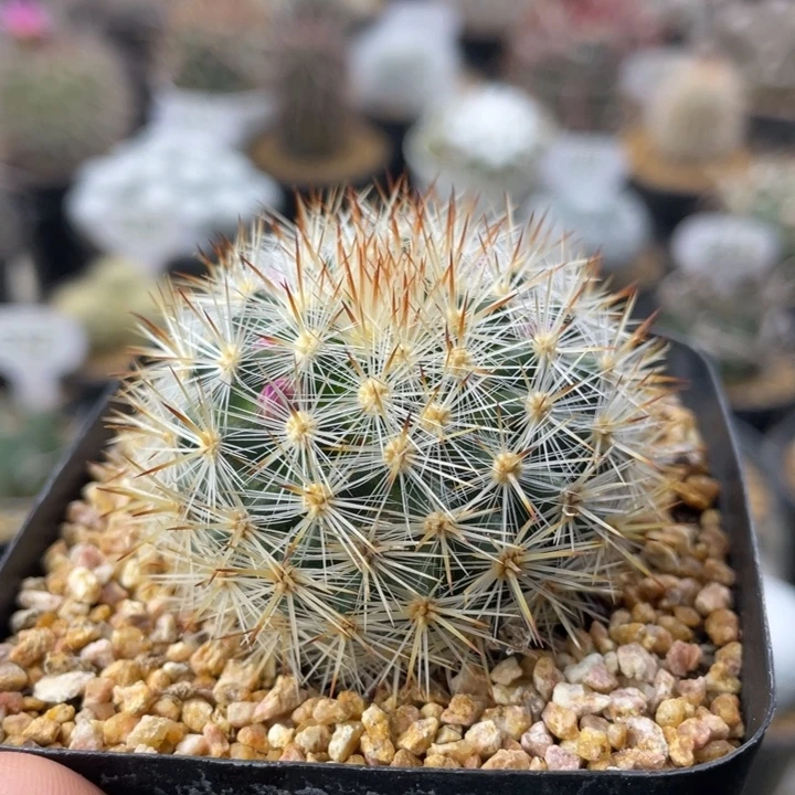 刘氏乳突          实生根