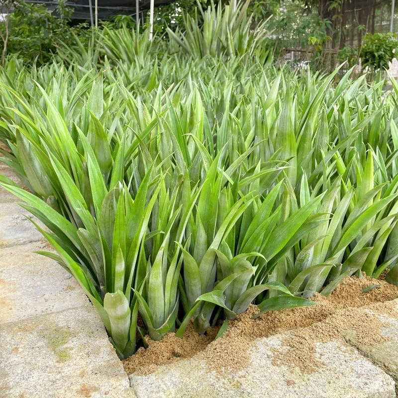 优质台湾金钻凤梨苗西瓜凤梨芒果凤梨香水菠萝阳台庭院盆栽果树苗