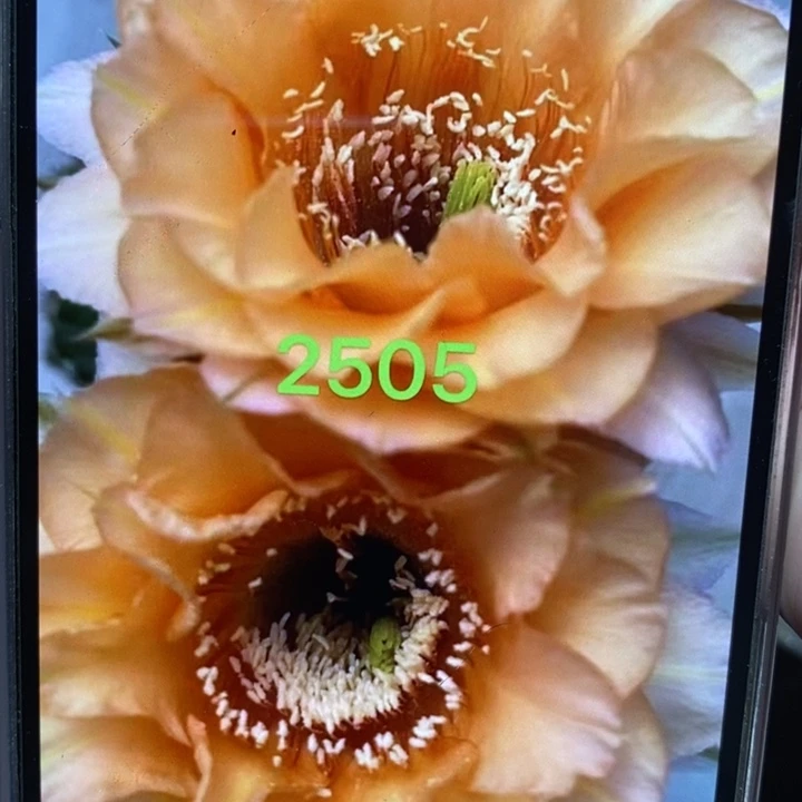 香香2505侧芽4公分左右