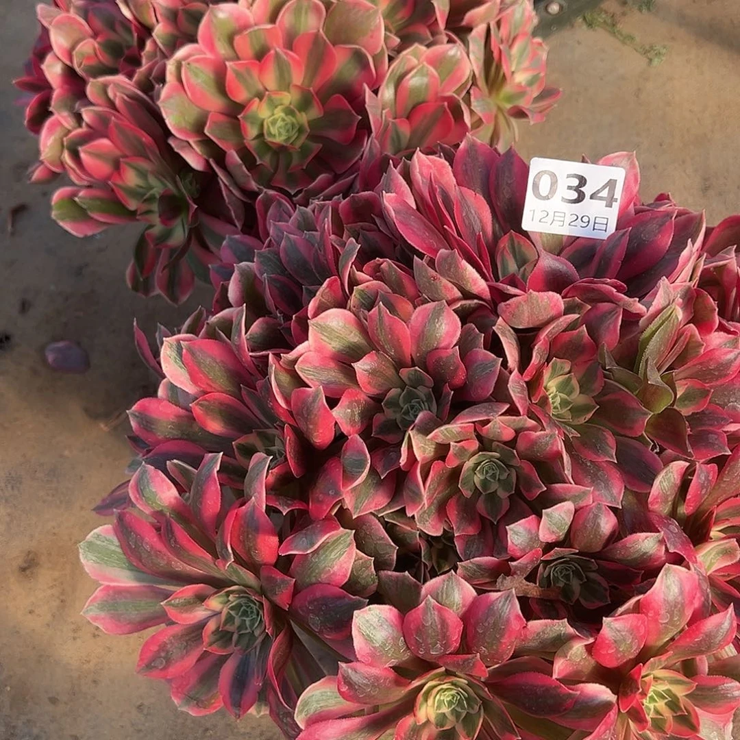 风***人12.29-21.34女妖多肉植物两颗