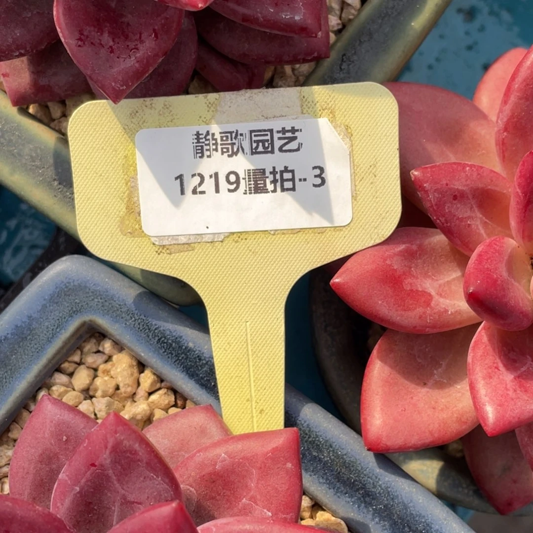 1219-3-单头赫菲斯托一颗