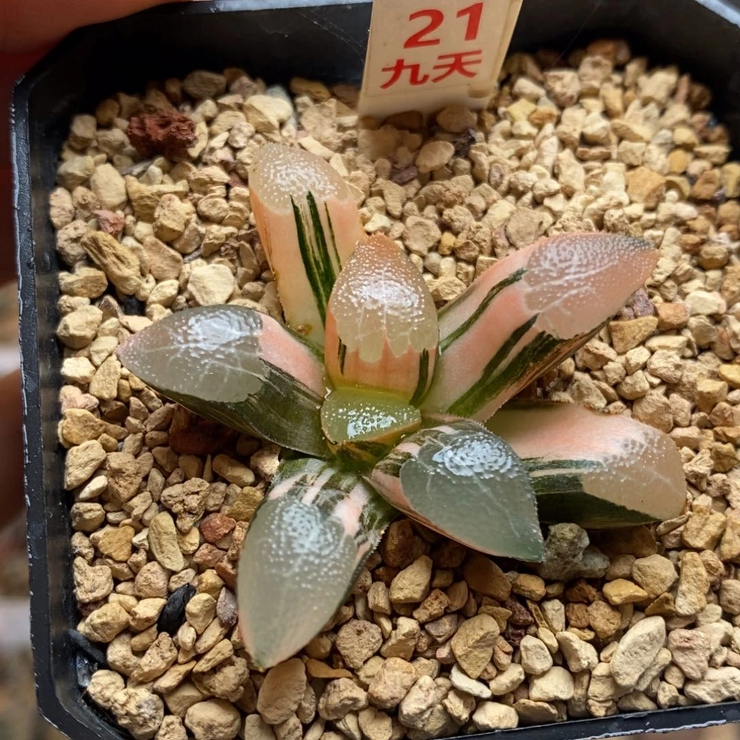 21号网纹克锦多肉