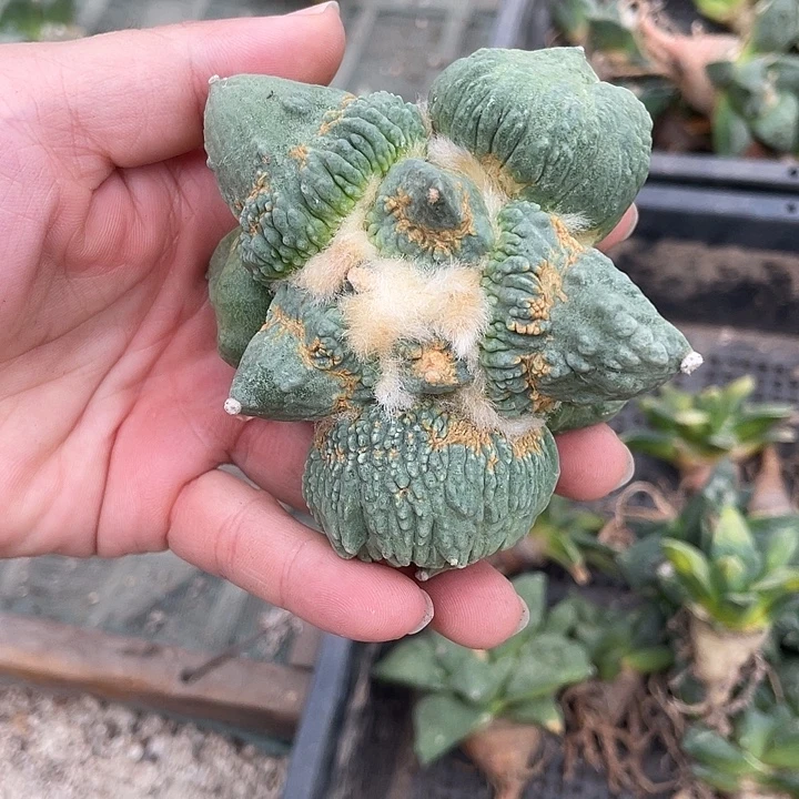 自根蓝白皮丸叶怒瑕疵不包售后