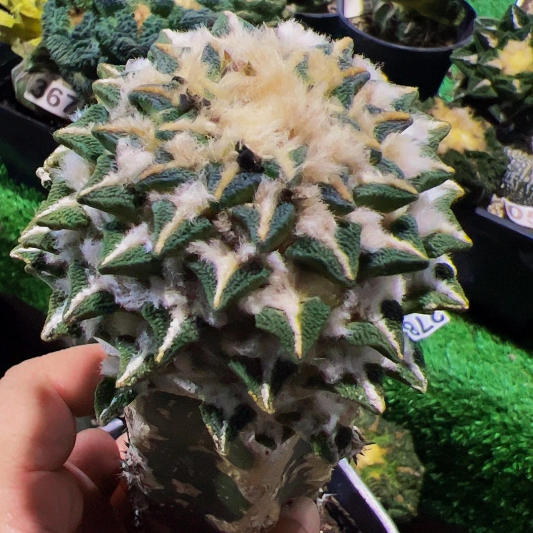 无花朵福利黑牡丹283