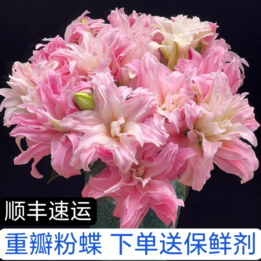 【戴安娜】粉蝶百合鲜切花家庭插花一件顺丰冷链包邮