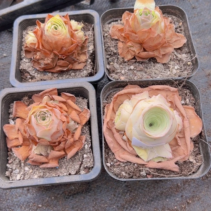 927 裸根不带土发货不包损