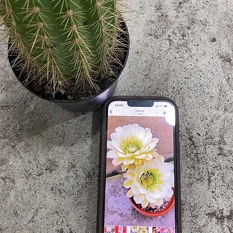 大六月五毛花，高15公分左右