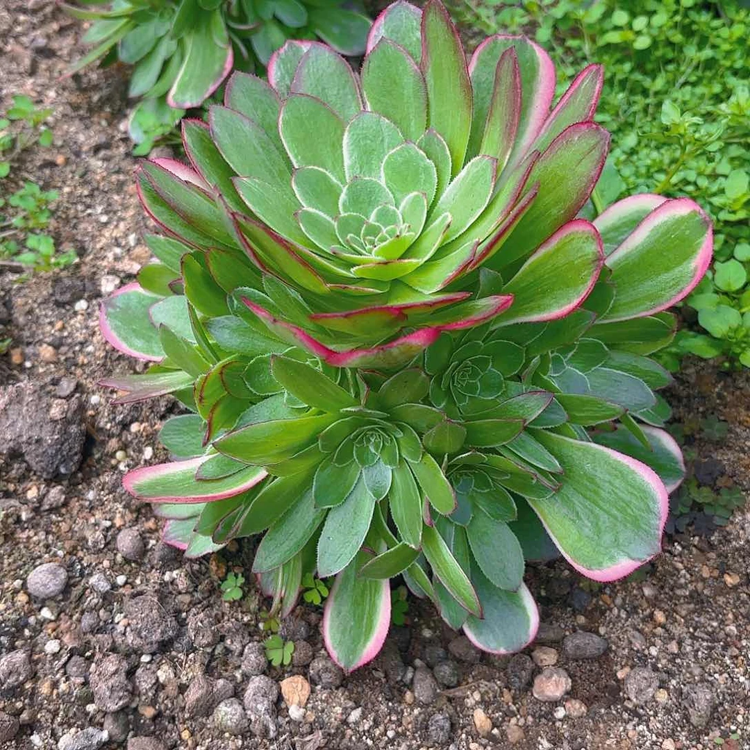 海王手捧多肉植物