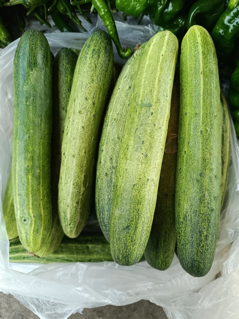 老品种黄瓜/新鲜现摘老品种水果黄瓜