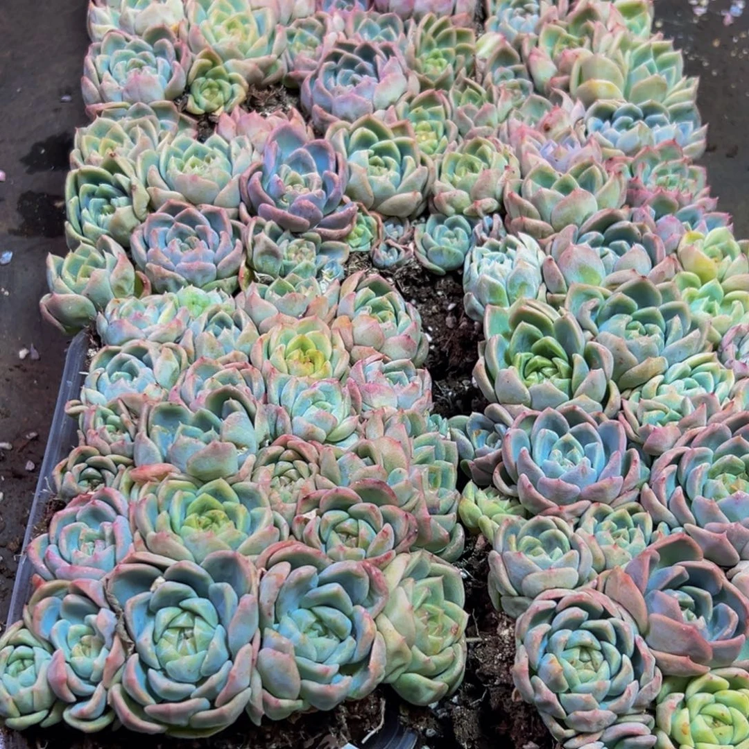 660量拍一盒多肉葡萄干一