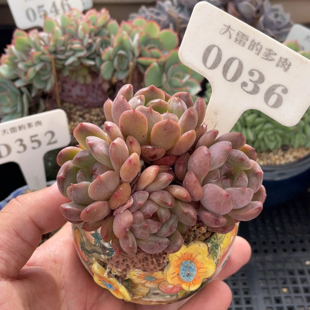 0036红恋不带盆8厘米