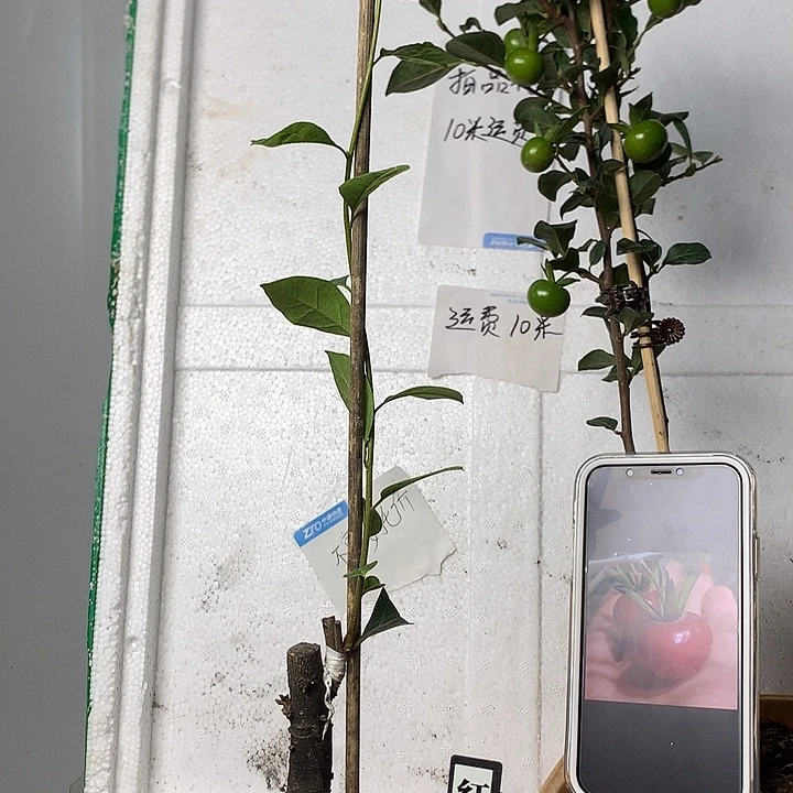 一***8无花朵企业却陪我哦呜呜呜呜呜