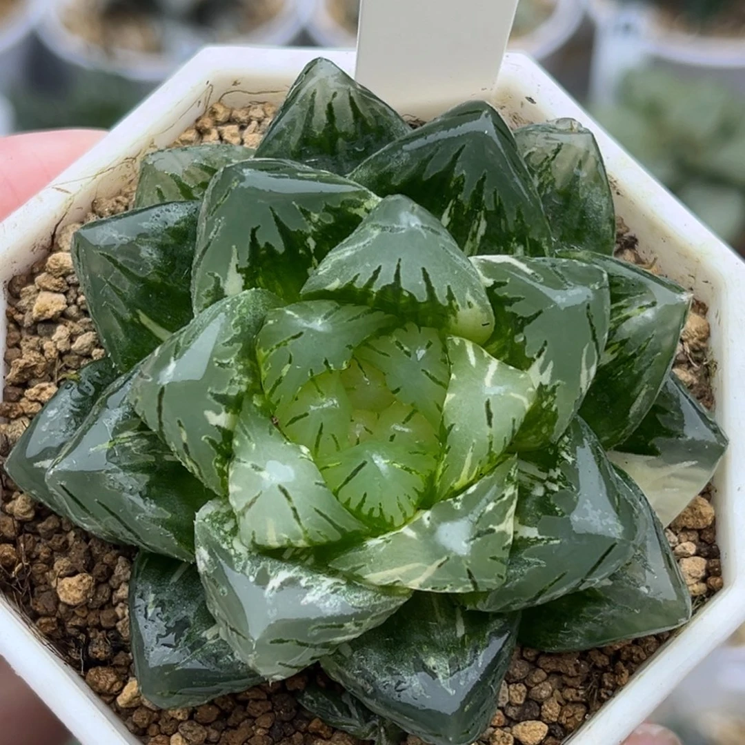 33巨大化龙鳞玉露锦福利专场