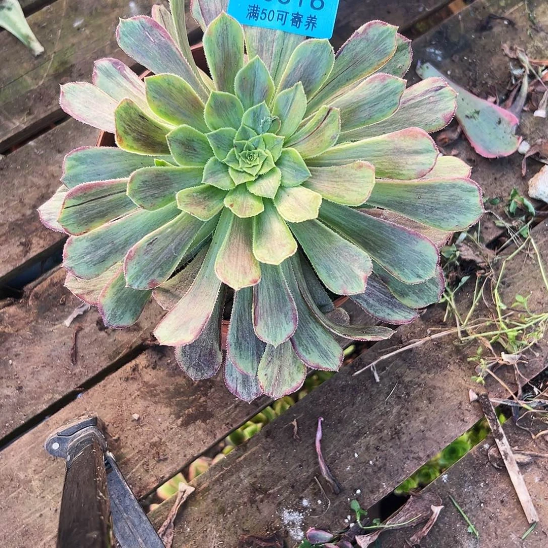 多肉植物多肉植物0316