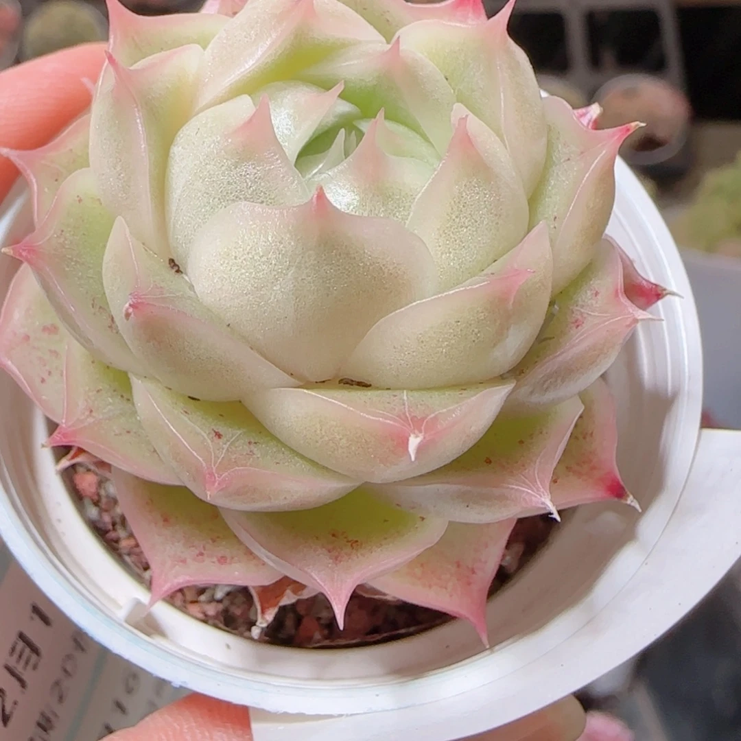 花语多肉1216-128