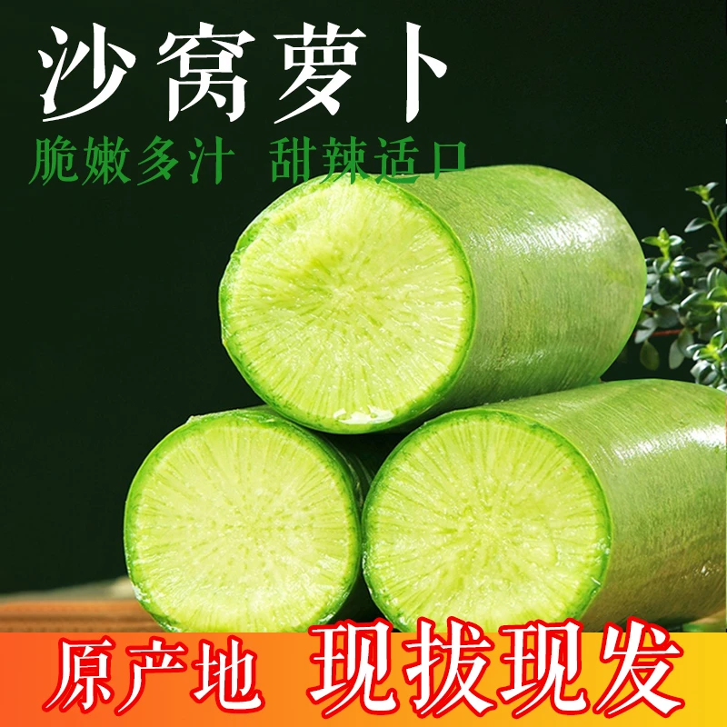 正宗天津沙窝水果萝卜(天星2号)新鲜现挖脆甜爽口适合生吃