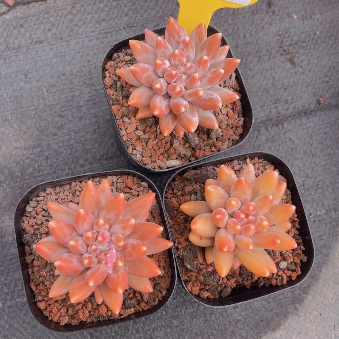 52号全状态咖啡豆单头一个