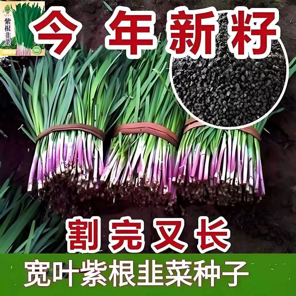 紫根韭菜种子四季高产耐寒大叶蔬菜种子