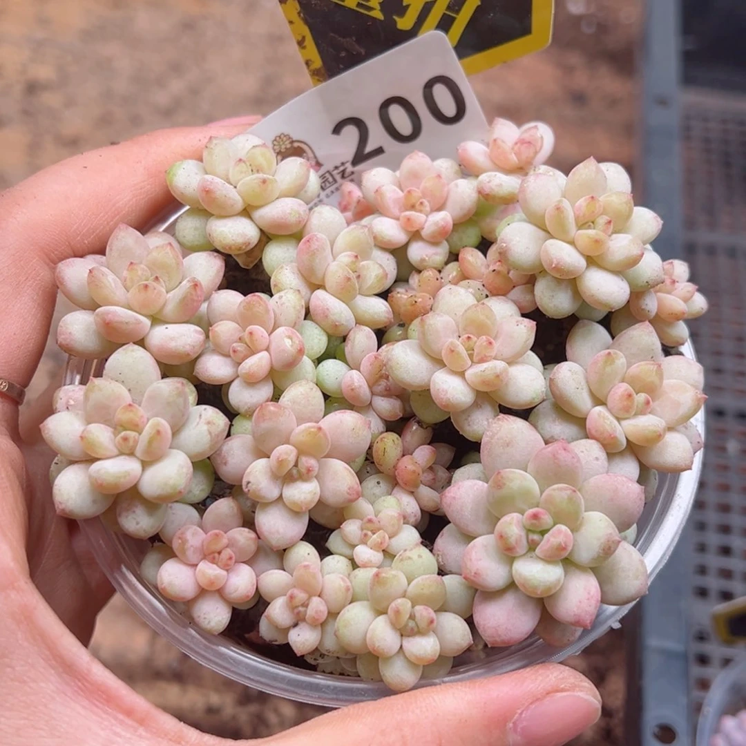 多肉植物多肉植物
