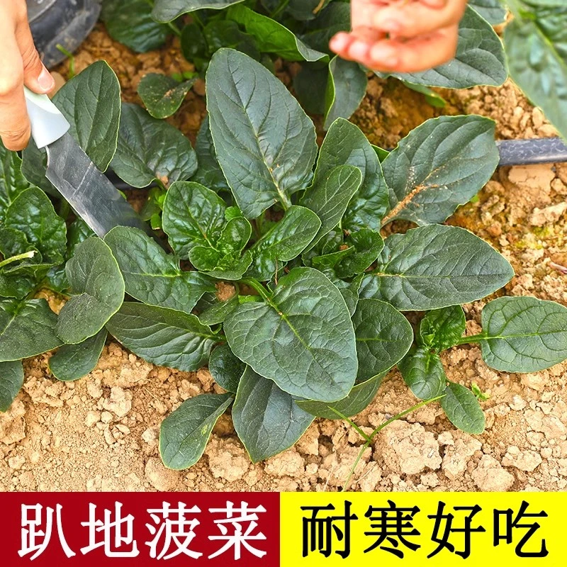 【全店满5元包邮】趴地菠菜种子黑园叶菠菜种籽生长速度快耐寒高产