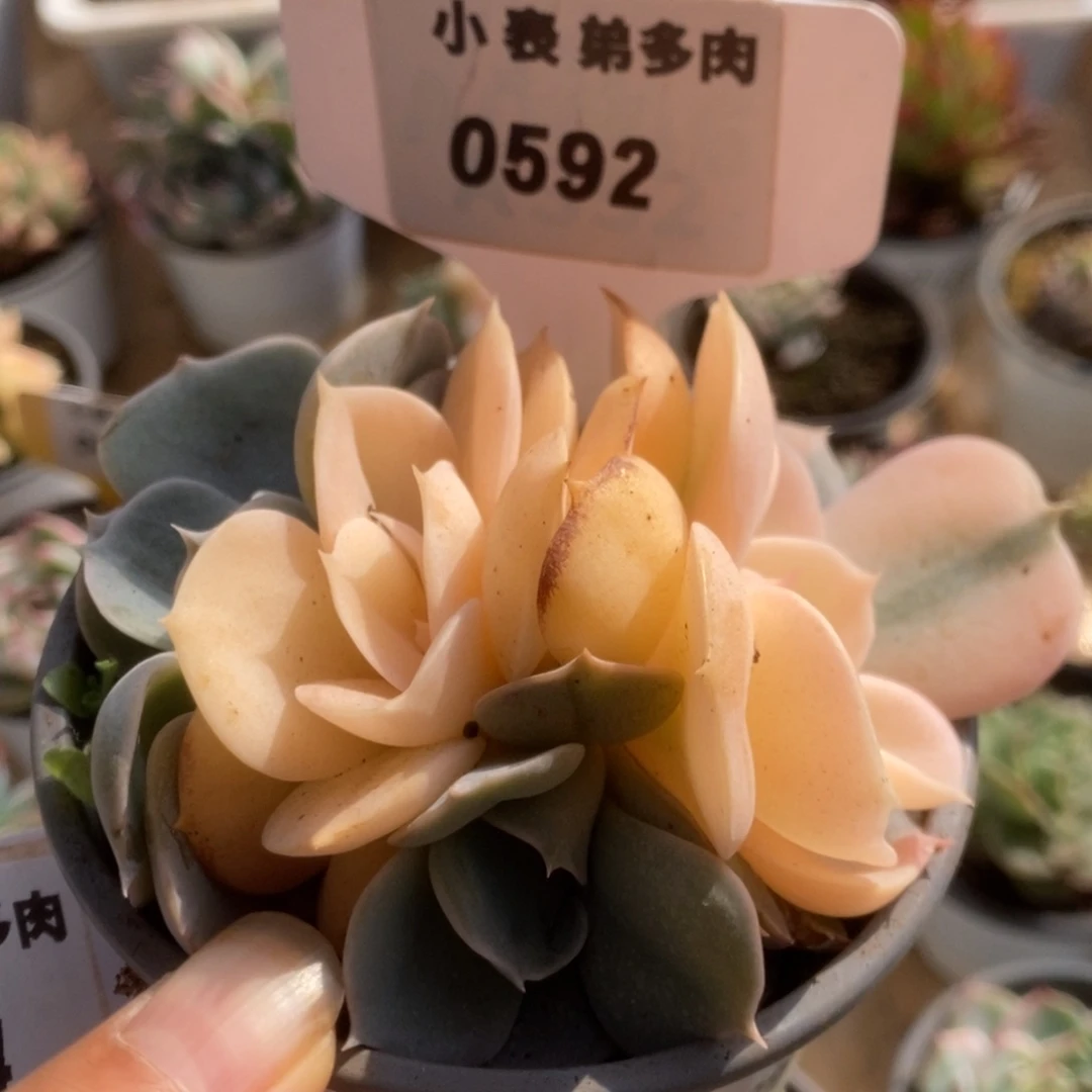 592双子座锦锦锦锦锦锦锦锦