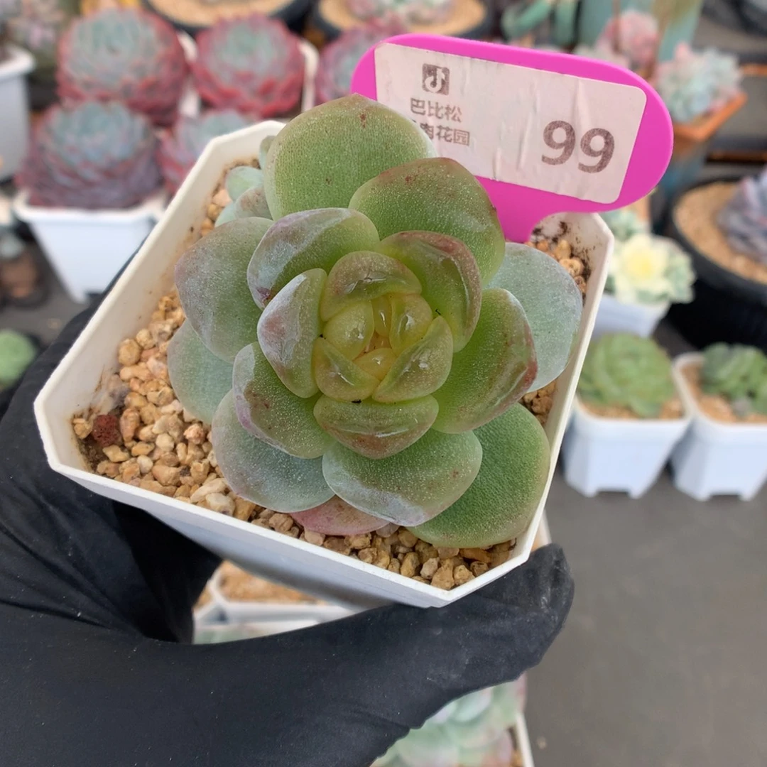 99 黄心体冰玉石化