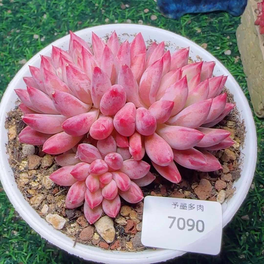 虞美人，7090多肉植物