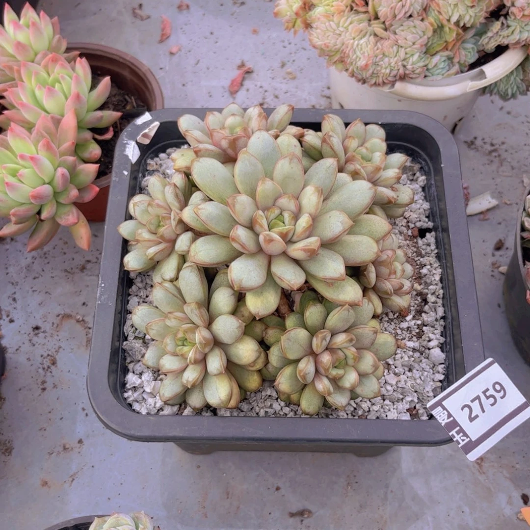 葡萄多肉植物2759