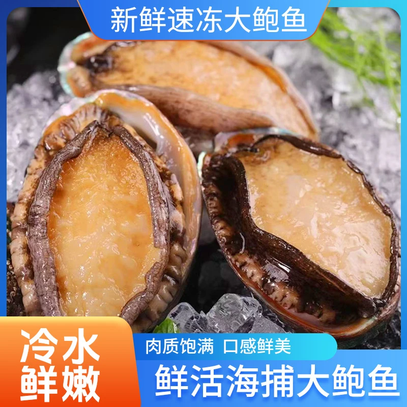26只 大鲍鱼5公分左右长岛大鲍鱼新鲜速冻冷水鲜嫩