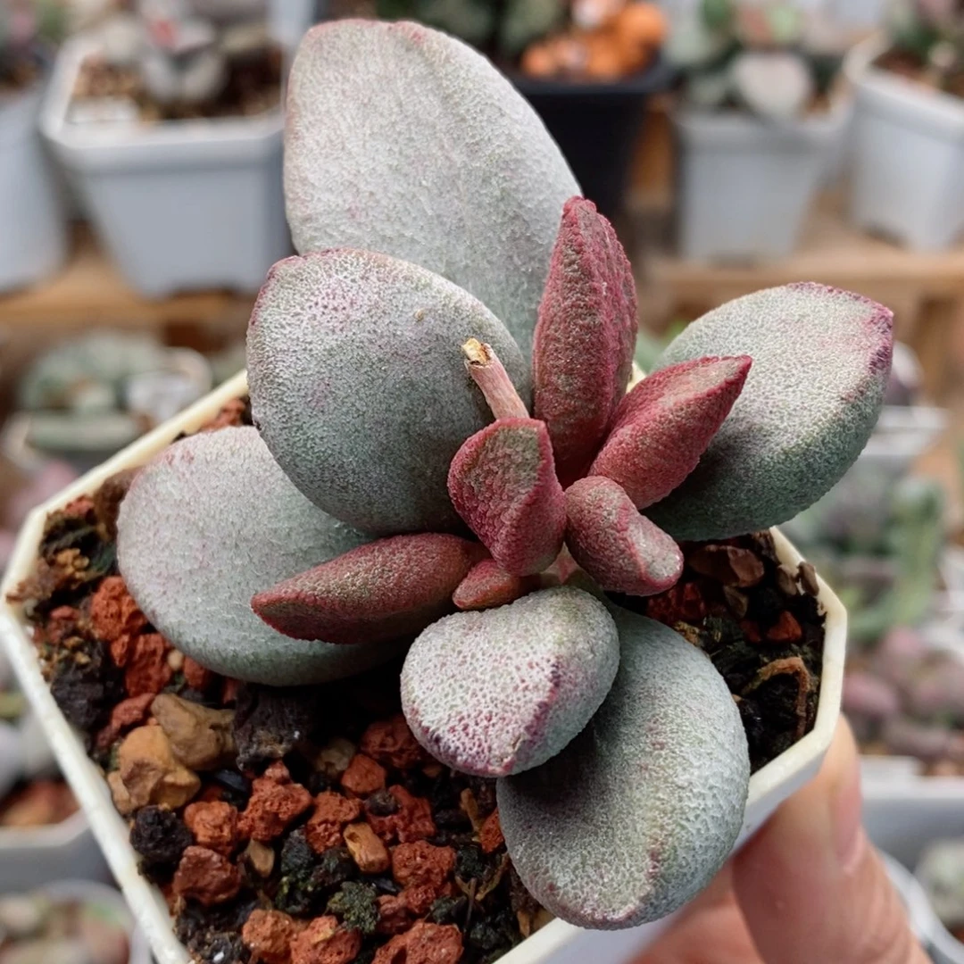 甜心水泡多肉植物