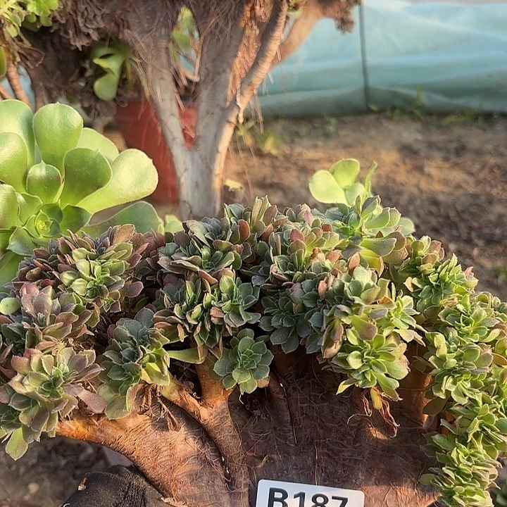 187玫瑰缀砍头多肉植物