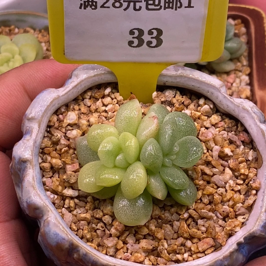133冰玉锦双头福利