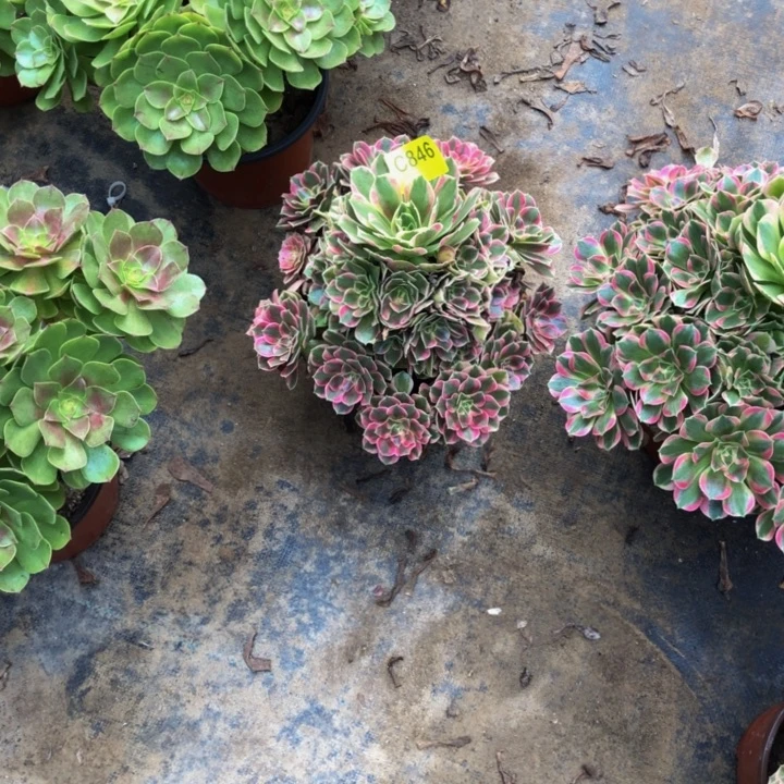 堷***戨妖月多肉846000000000